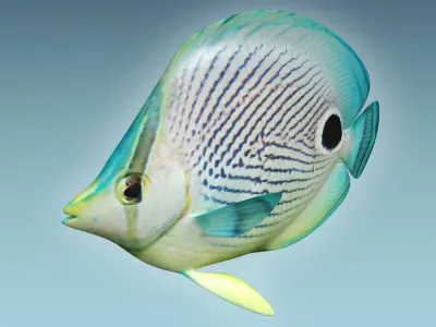 Foureye Butterfly Fish 3D model