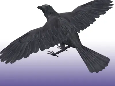 Crow Rig Low-poly 3D model