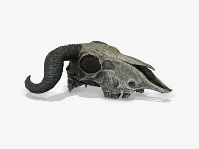 Animal Skull Low-poly 3D model