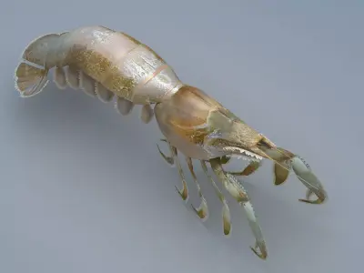 Laomediidae Shrimp Prawn Low-poly 3D model