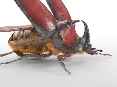 Rhino Beetle insect Low-poly 3D model