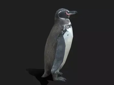 Galapagos Penguin Low Poly Animated Free 3D model
