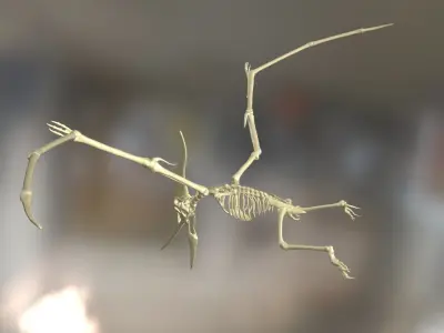 Pteranodon Skeleton Cinematic 3D model