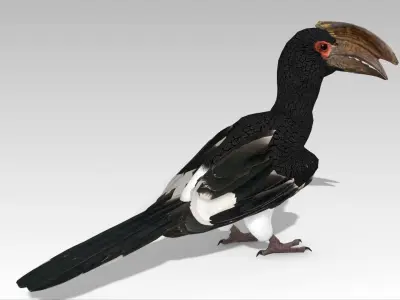 Trumpeter Hornbill Low-poly 3D model