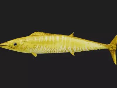 Wahoo Low-poly 3D model