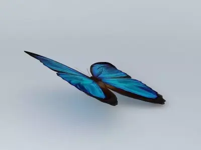 The Blue Mortho Butterfly Free 3D model