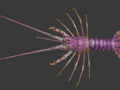 lobster Australian lobster Low-poly 3D model