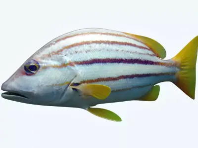 Snapper Fish 3D model