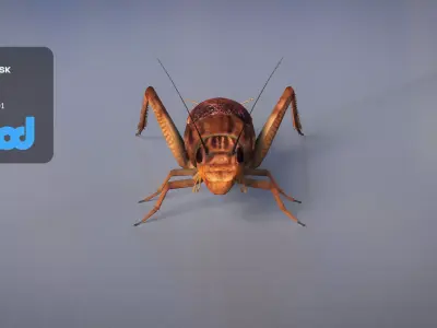 Cricket 3D model