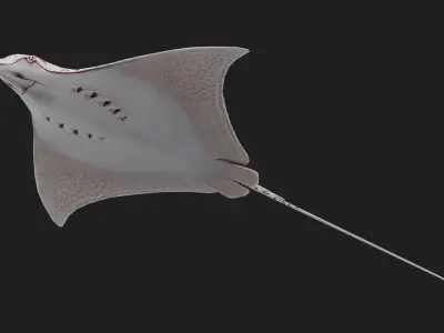 Devilfish Low-poly 3D model