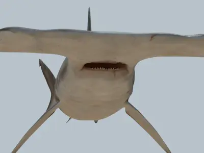Hammerhead shark rigged and animated for Cinema 4d 3D model Low-poly 3D model