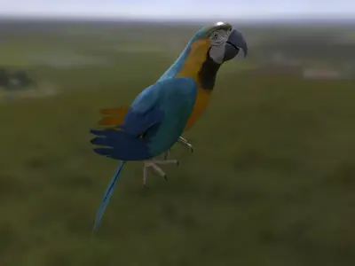 Parrot 3 with animations Low-poly 3D model