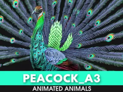 Peacock A3 3D model