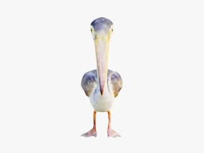 Pelican Free 3D model