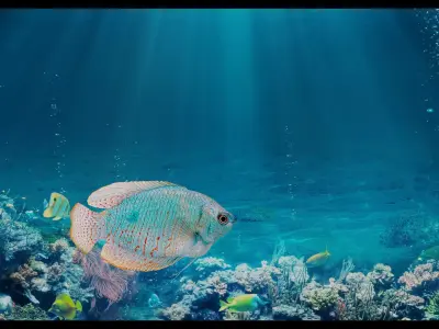 Gourami Fish Low-poly 3D model