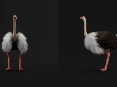 Ostrich Bird Low-poly 3D model