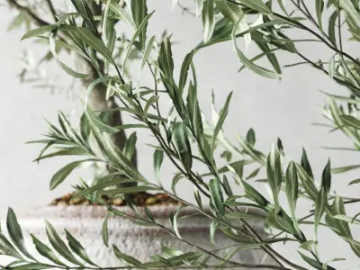 Olive European In Antique Vessels 3D model purchase