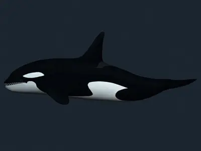 3DRT - Sealife - Orca Killer  Whale Low-poly 3D model