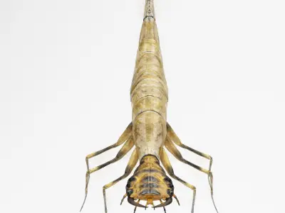 Acilius Sulcatus Larvae 3D model