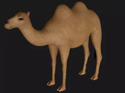 fully rigged low poly camel 3 Low-poly 3D model