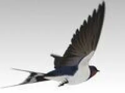 Swallow Bird Low-poly 3D model