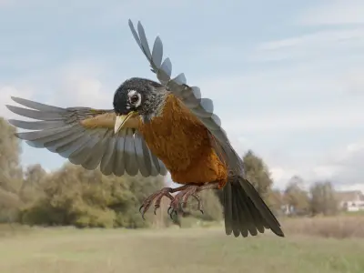 American Robin - Blender 3D model