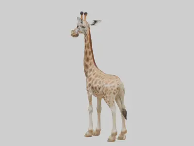 Masai giraffe Low-poly 3D model