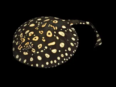 Motoro Stingray Black Diamond Low-poly 3D model
