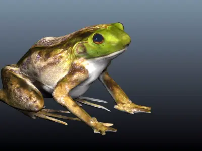 green frog 3D model