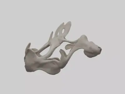 Hippo Pelvis Low-poly 3D model