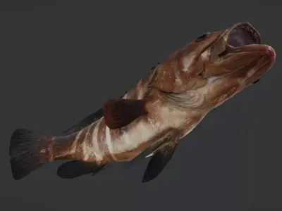 Ocean Commercial Fish Collection 3D model