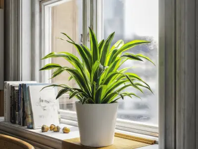  Dracaena Potted Plant Model, Lemon Lime 