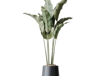 AV Indoor plants set 211 Ficus Bonsai Bird Paradise Areca Palm 3D model