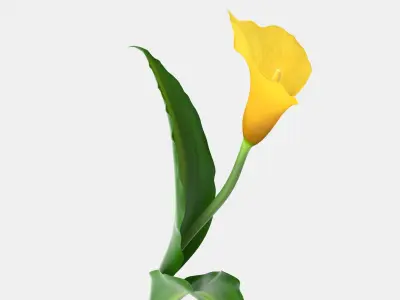 Yellow Calla Flower 3D model