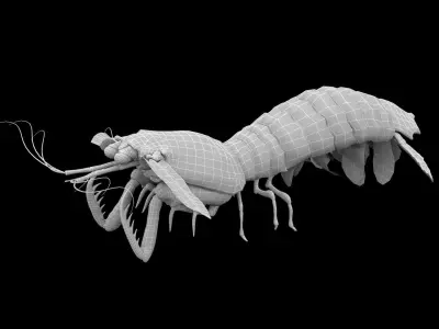 animated mantis shrimp 3D model