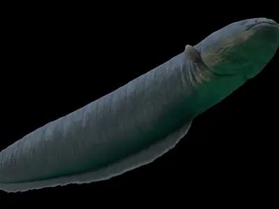 Electrophorus Electricus Static Low-poly 3D model