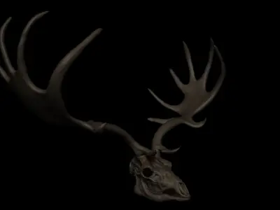 Megaloceros Giganteus or Irish Elk Skull Free low-poly 3D model