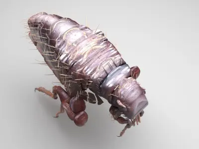 Jumping Flea 3D model