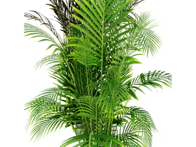 Collection plant vol 307 blender model Free 3D model