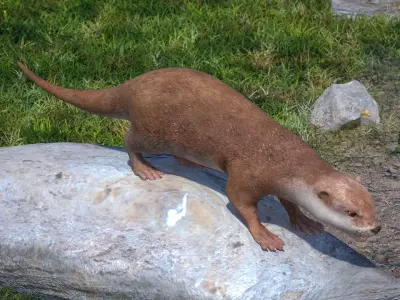 North American River Otter Rigged for Maya 3D model
