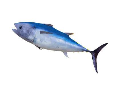 Low-Poly Tuna Animated Free low-poly 3D model