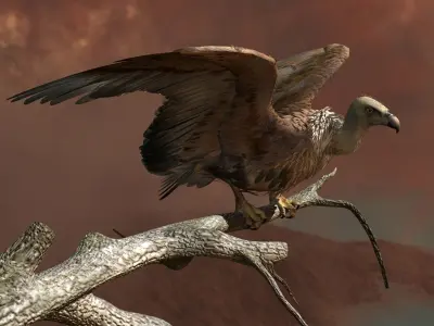 Griffon Vulture - rigged - animated 3D model