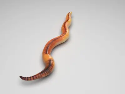 Earthworm 3D model