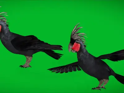 Black Palm Goliath Cockatoos Bird Low-poly 3D model