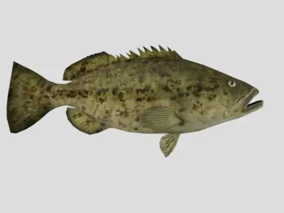 Goliath Grouper Realistic Animated Low-poly 3D model