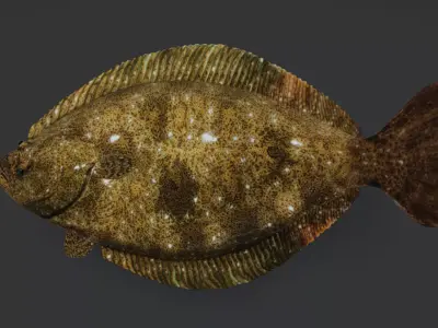 Realistic Flounder Animated 3D model