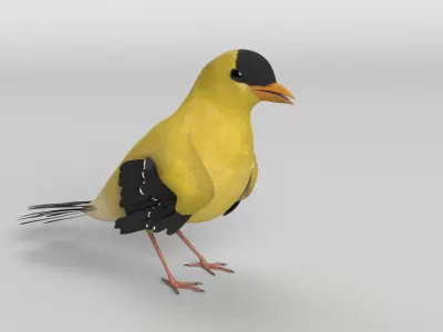 Goldfinch Animated 3D model