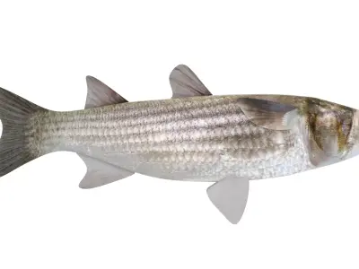 Fish Mullet 3D model