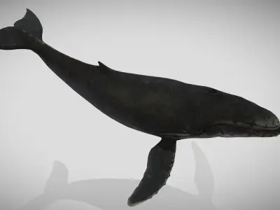 Humpback Whale Animated Low-poly 3D model