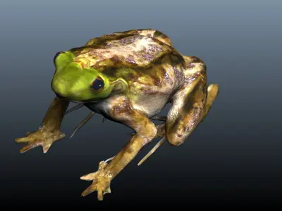 green frog 3D model